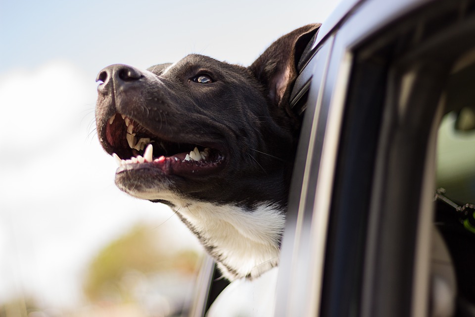 happy dog in car