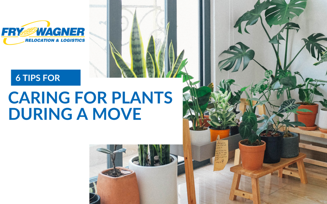 6 Tips for Caring for Plants During a Move